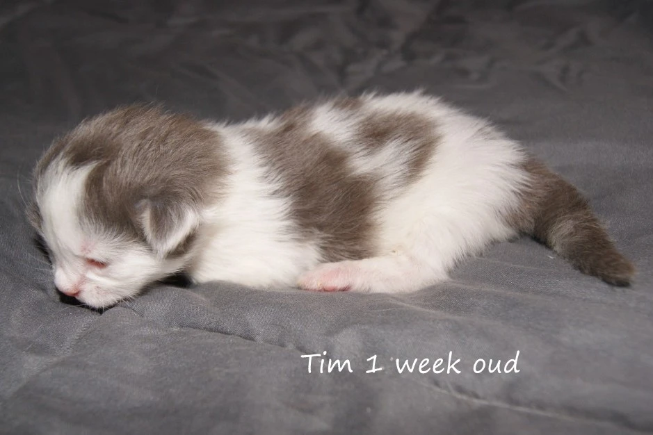 Tim